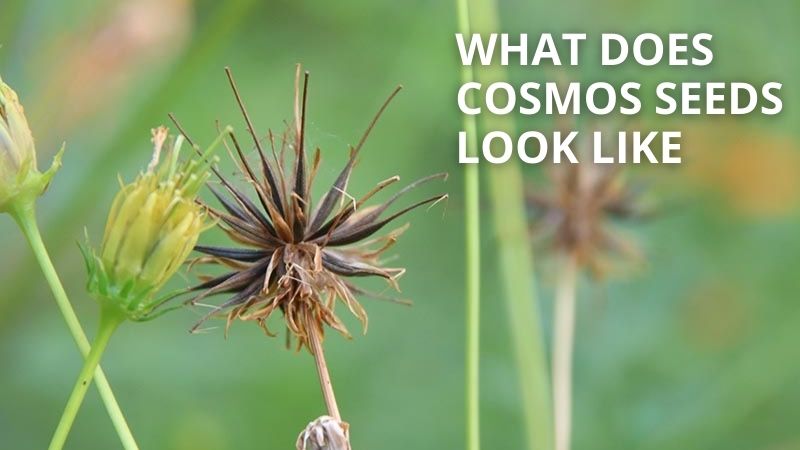 what does cosmos seeds look like