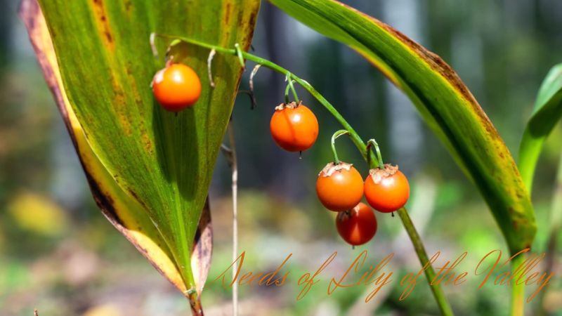 seeds of lily of the valley