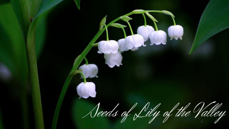 Seeds of Lily of the Valley: A Guide to Growing and Propagating This Timeless Beauty