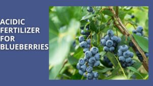 Acidic Fertilizer for Blueberries: A Comprehensive Guide