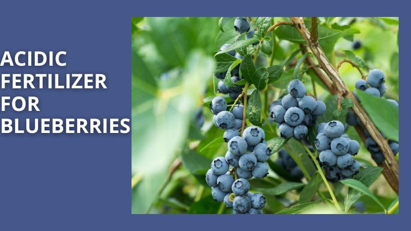 Acidic Fertilizer for Blueberries: A Comprehensive Guide