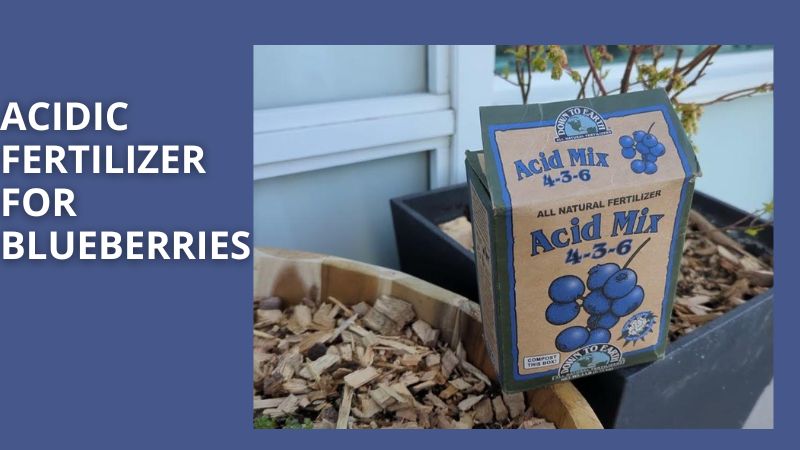 acidic fertilizer for blueberries