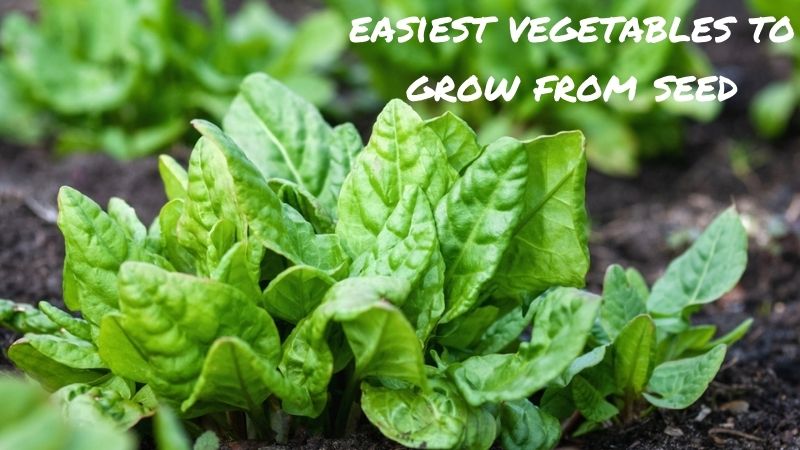 easiest vegetables to grow from seed