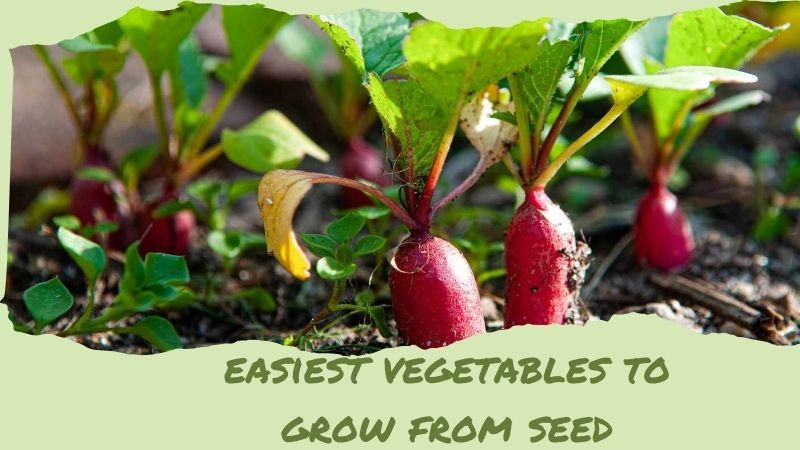 The Easiest Vegetables to Grow from Seeds for You