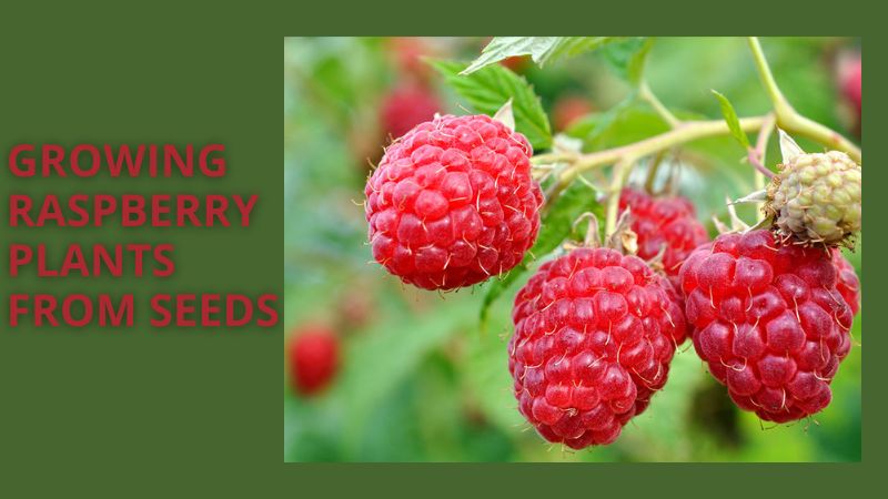 growing raspberry plants from seeds