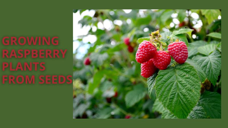 A Beginner’s Guide to Growing Raspberry Plants from Seeds