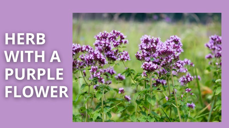 herb with a purple flower