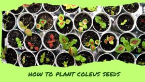 How to Plant Coleus Seeds for a Vibrant Garden Display