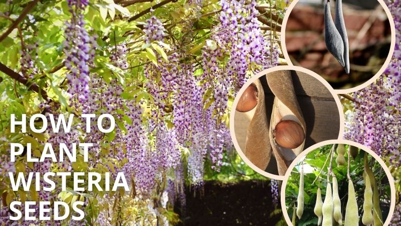 How to Plant Wisteria Seeds: A Step-by-Step Guide