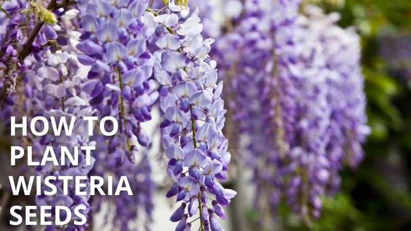 how to plant wisteria seeds