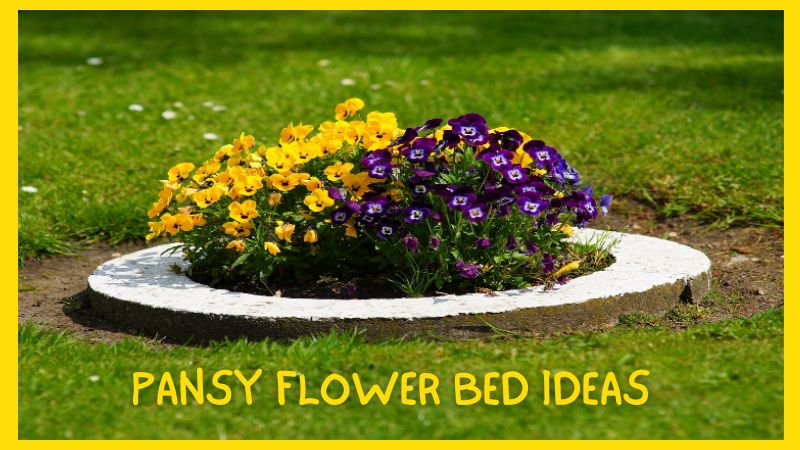 Pansy Flower Bed Ideas: Brighten Your Garden with Vibrant Blooms