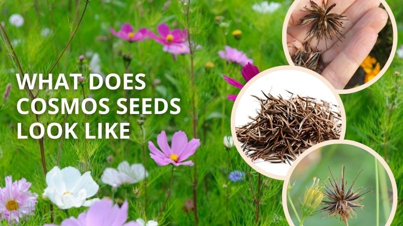 What Does Cosmos Seeds Look Like? How to Grow Cosmos from Seeds