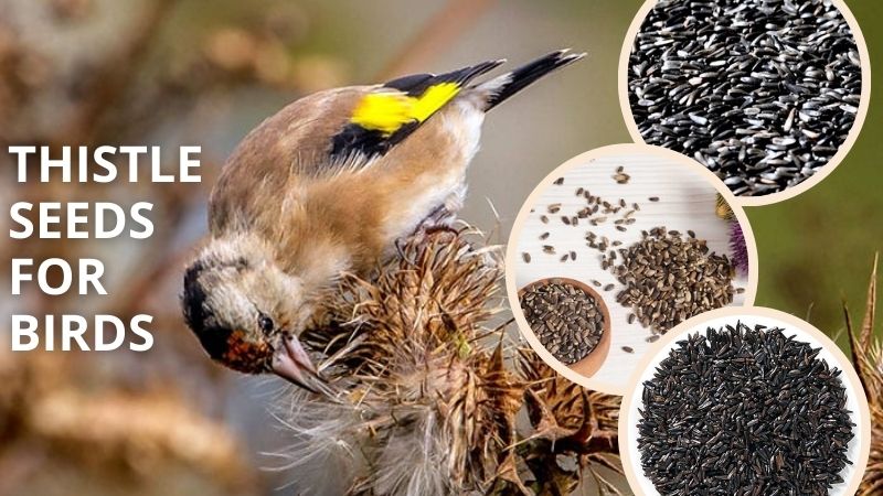 Thistle Seeds for Birds: Benefits and Feeding Tips