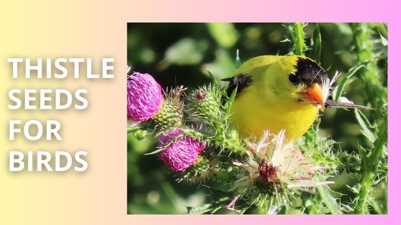 thistle seeds for birds