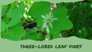 Exploring Three-Lobed Leaf Vines: Varieties and Care Tips