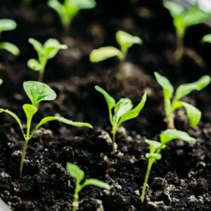 Seeds and Seedlings